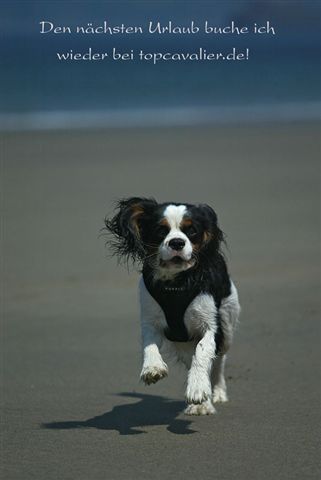 Kalle Bildergeschichte06k