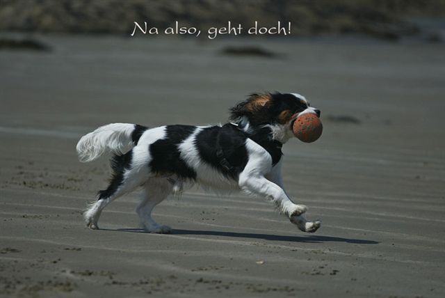 Kalle Bildergeschichte 04k