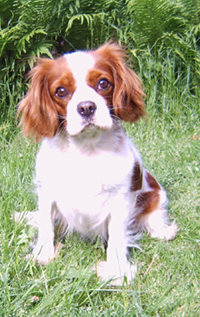 Pepita2 Pepita2