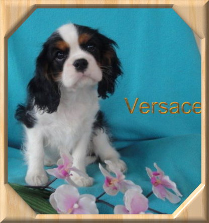 Versace
