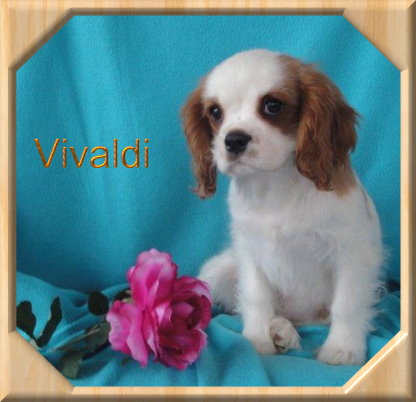 Vivaldi