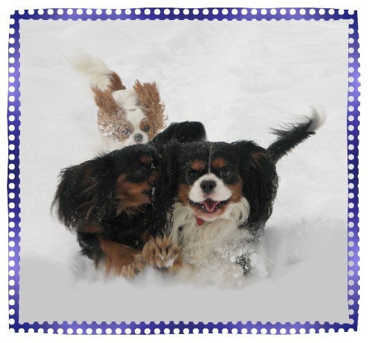 Wilder Galopp zu dritt