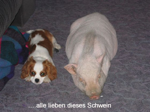 bilderbuch-sue-ellen4