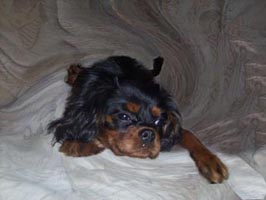 drehendeweltcavalier