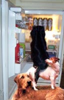 kuehlschrankcavalier