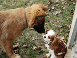 soraya-bildergeschichte5