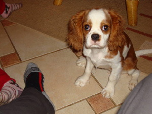 soraya-bildergeschichte7