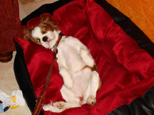 soraya-bildergeschichte8