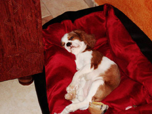 soraya-bildergeschichte9