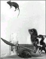 vielspasscavalieruchi